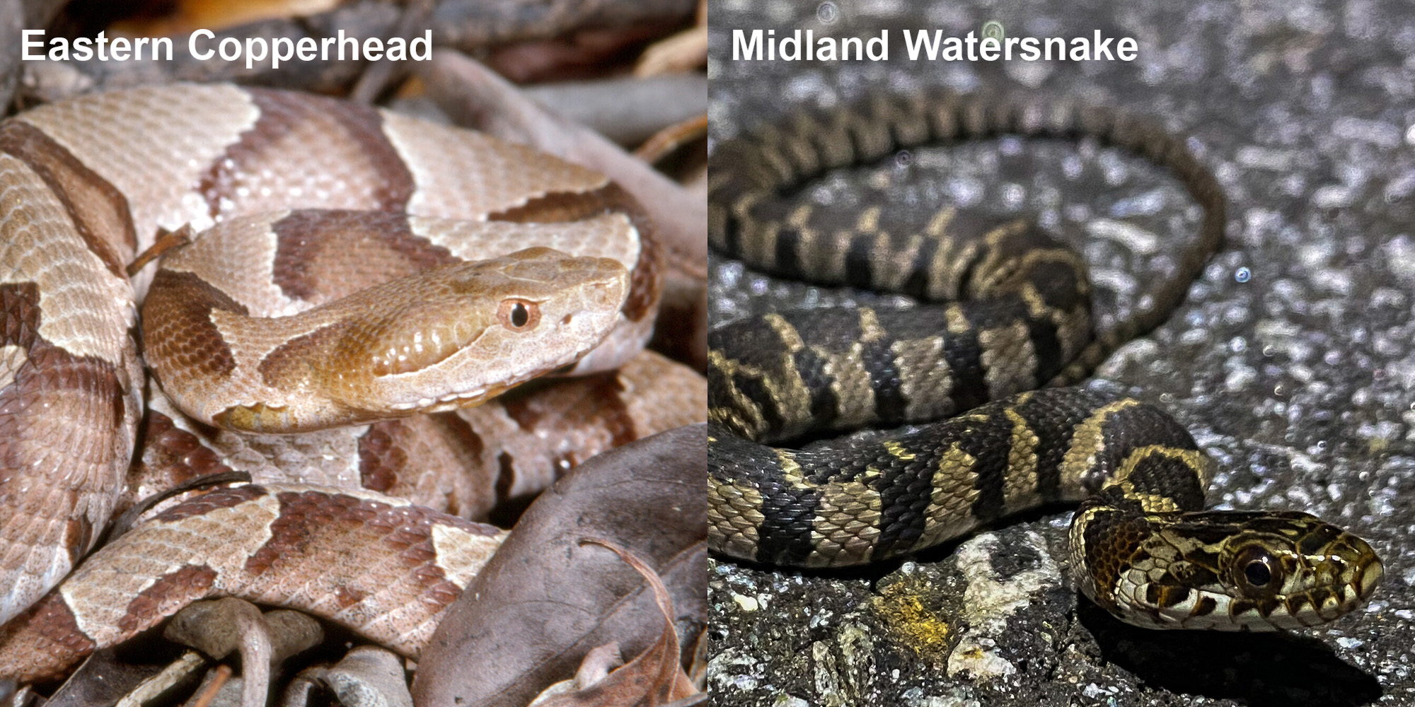 Midland Watersnake – Florida Snake ID Guide