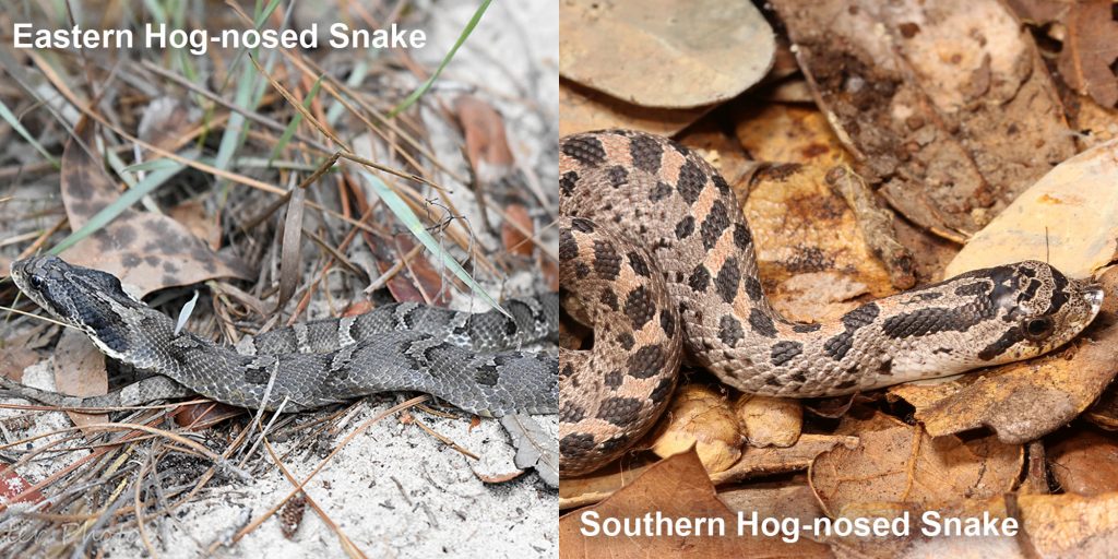 two images side by side - Image 1: gray snake with upturned nose and gray markings Image 2: small snake with spots and a snubnose