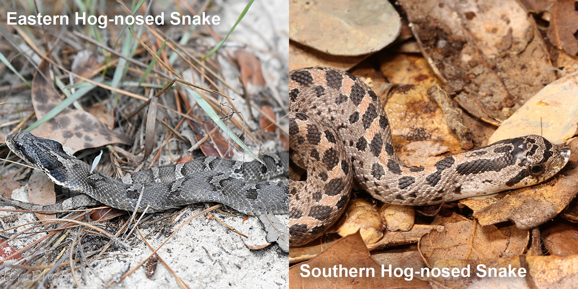 Southern Hog-nosed Snake – Florida Snake ID Guide