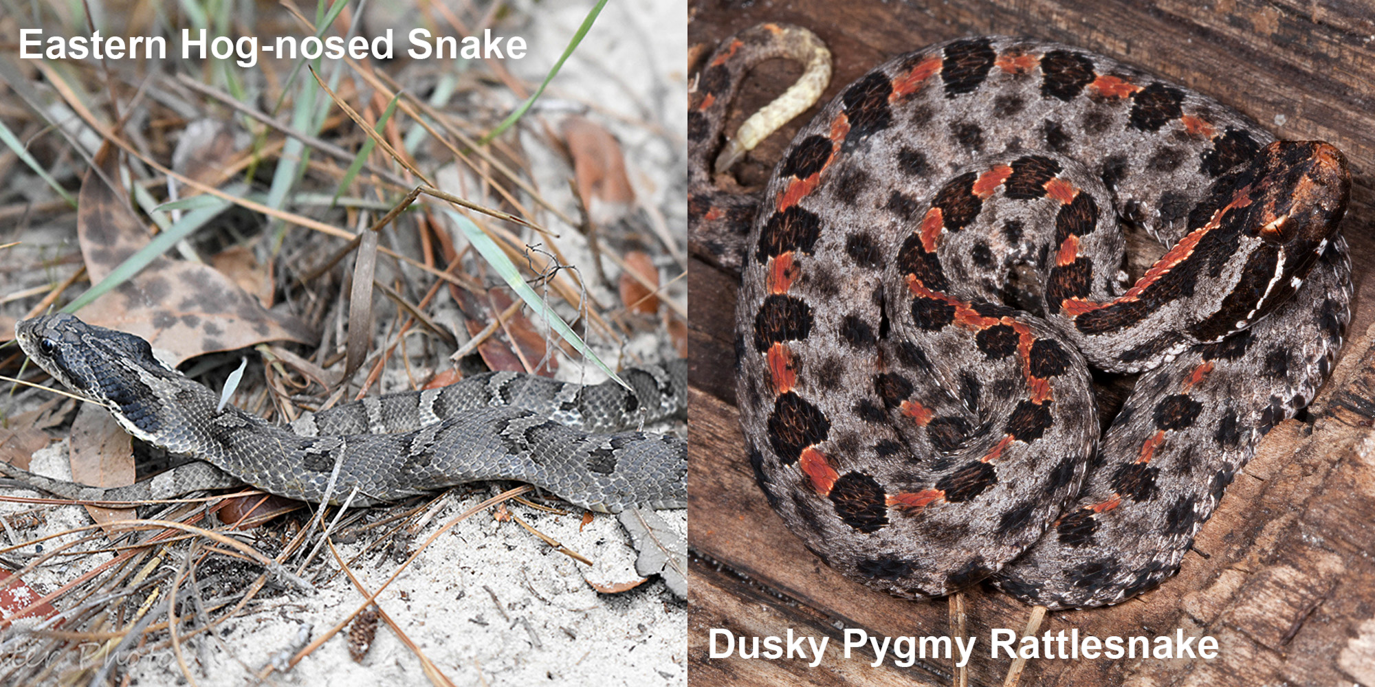 Dusky Pygmy Rattlesnake – Florida Snake ID Guide