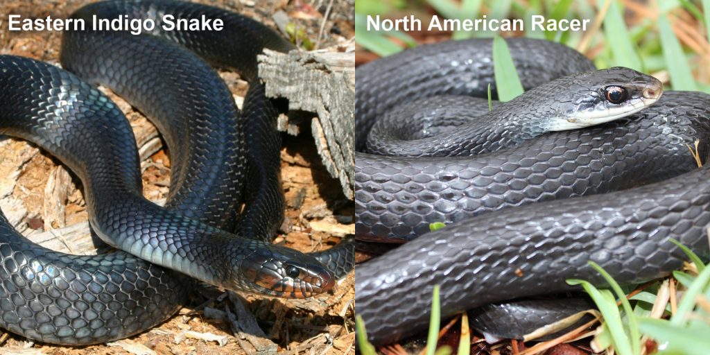two images side by side - Image 1: Eastern Indigo Snake - blue-black snake with red marking under its jaw. Image 2: North American Racer - coiled blue-black snake.