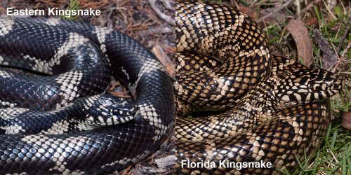 Florida Kingsnake – Florida Snake ID Guide