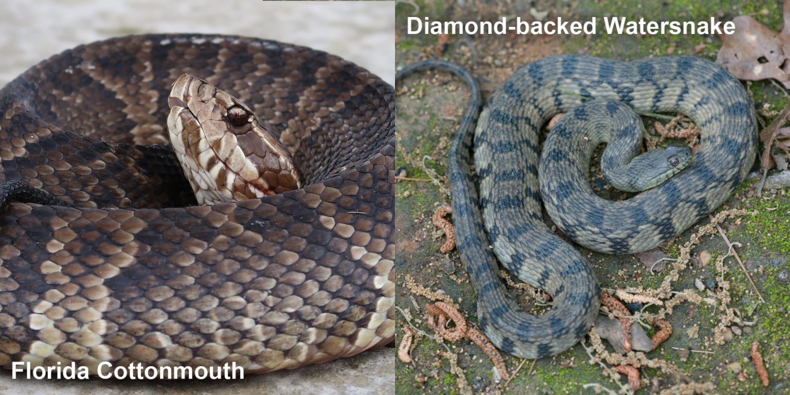 Diamond-backed Watersnake – Florida Snake ID Guide