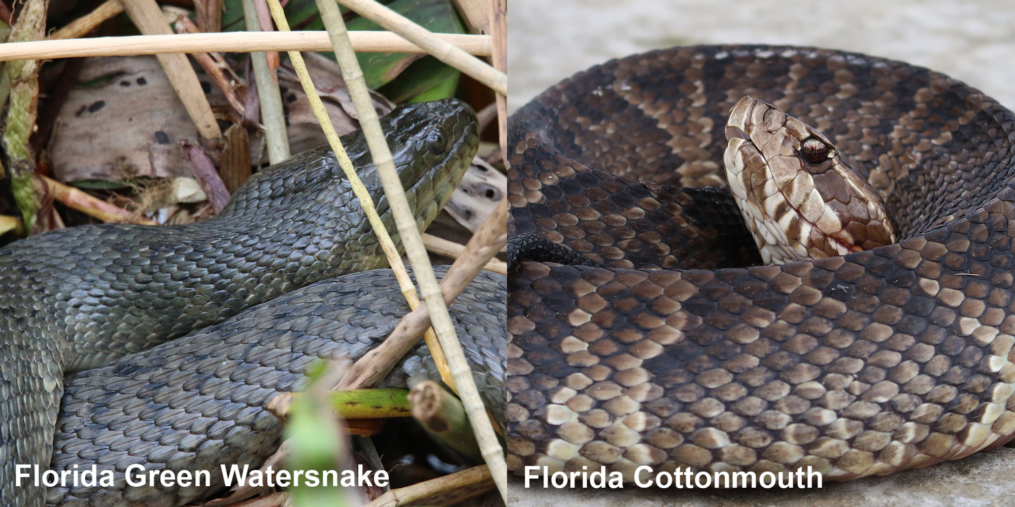 Florida Cottonmouth – Florida Snake ID Guide