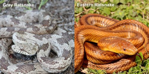 Eastern Ratsnake – Florida Snake ID Guide