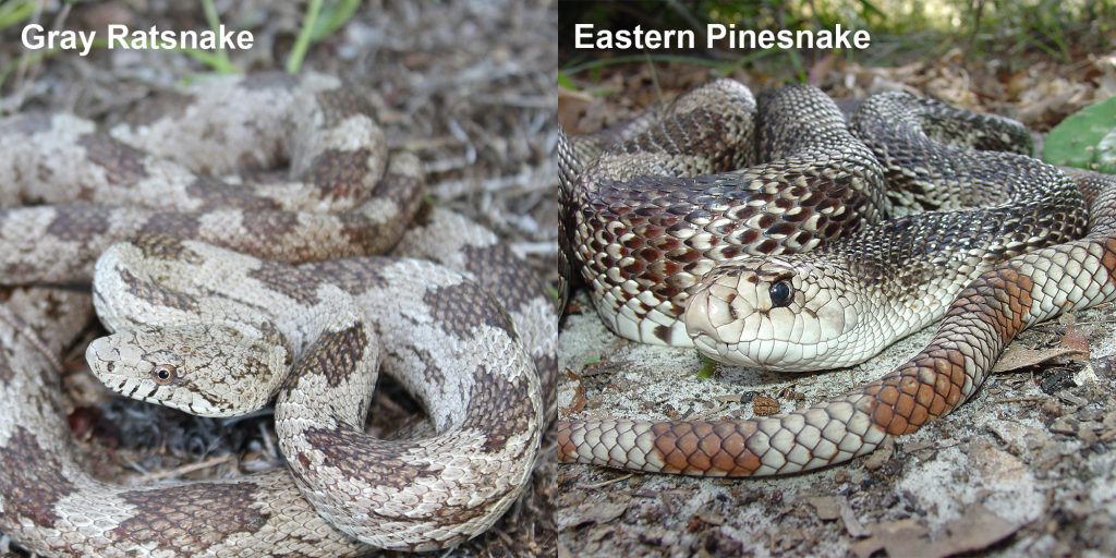 two images side by side - Image 1: Gray ratsnake - coiled gray and brown snake. Image 2: Eastern Pinesnake- snake with brown and white markings coiled on the ground