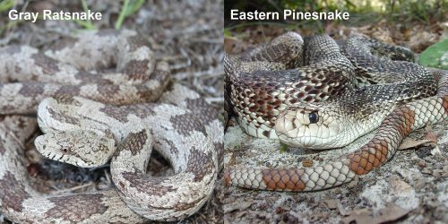 Eastern Pinesnake – Florida Snake ID Guide