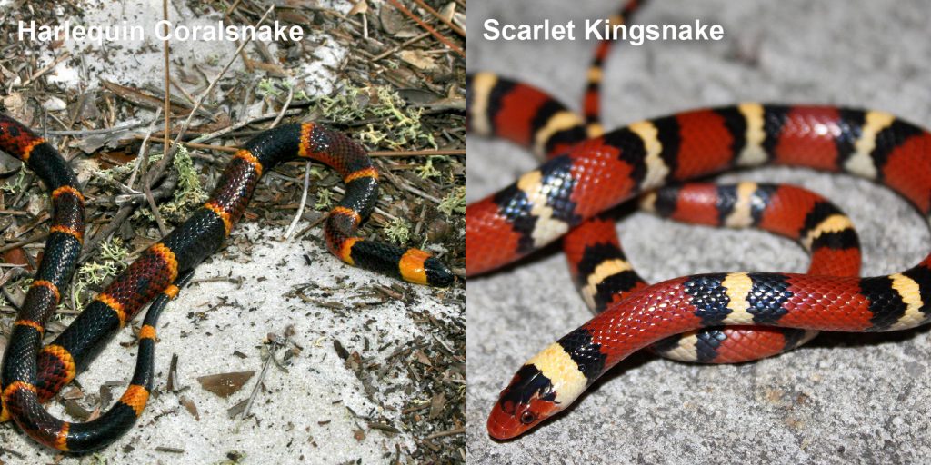 two images side by side - Image 1: Harlequin Coralsnake - thin black, yellow, and red snake. Image 2: Scarlet Kingsnake - snake with red black and yellow rings.