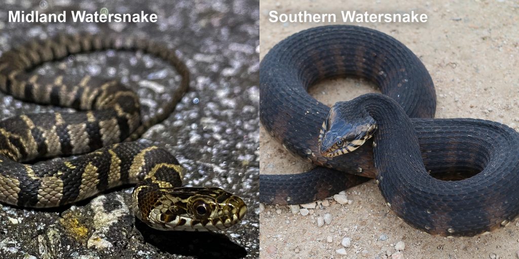 Two images side by side - Image 1: Image 1: Midland Watersnake - small patterned snake on pavement. Image 2: Southern Watersnake coiled snake with raised head.