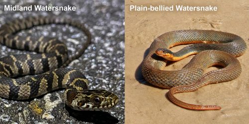 Plain-bellied Watersnake – Florida Snake ID Guide