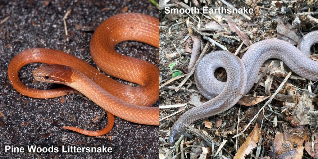 two images side by side - Image 1: Pine woods snake - orange brown snake. Image 2: Smooth Earthsnake. gray snake with light lines