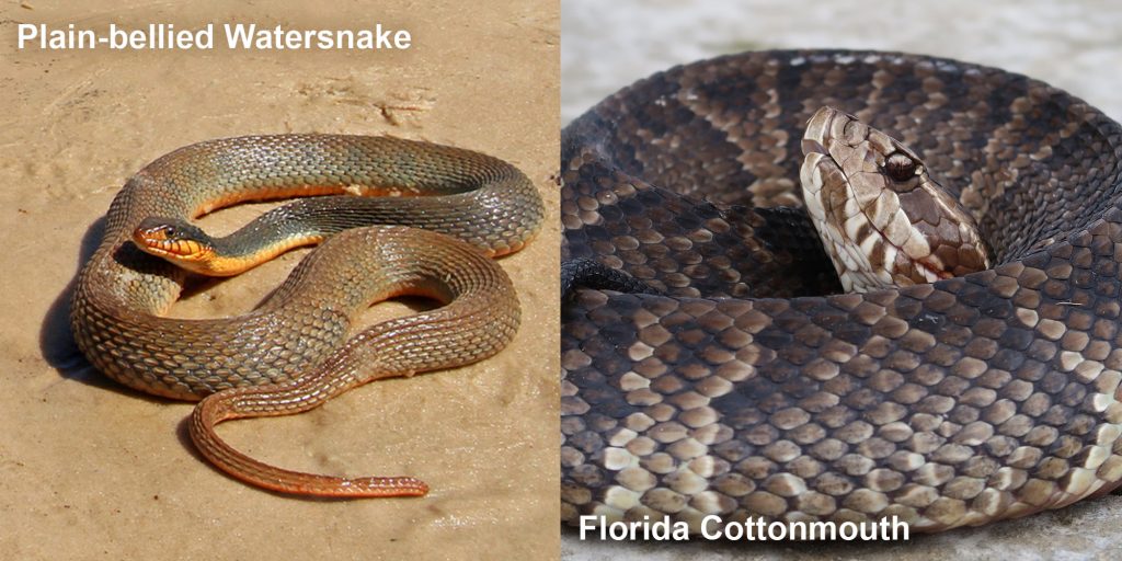 Side by side comparison of a Plain-bellied watersnake and a Florida Cottonmouth.