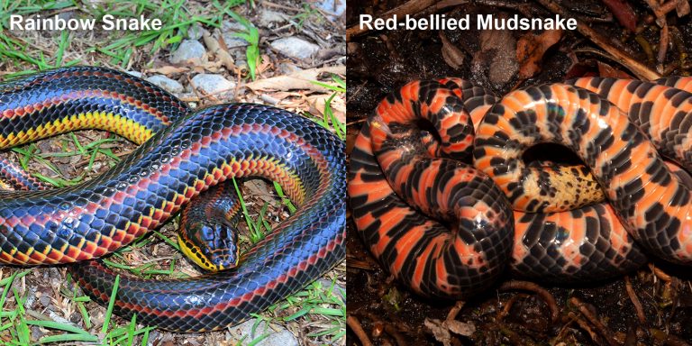 Red-bellied Mudsnake – Florida Snake ID Guide