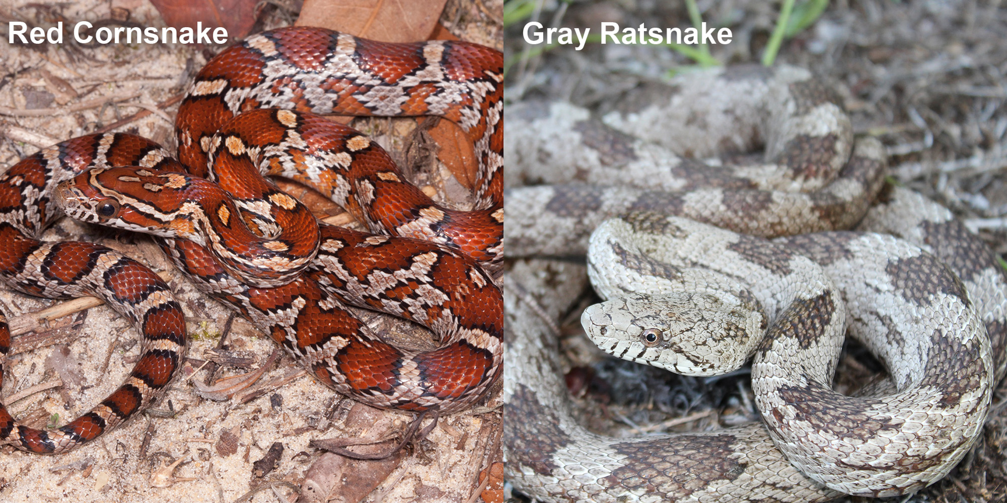 Gray Ratsnake – Florida Snake ID Guide