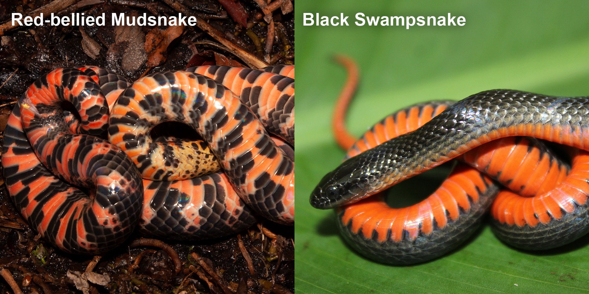 Black Swampsnake – Florida Snake ID Guide