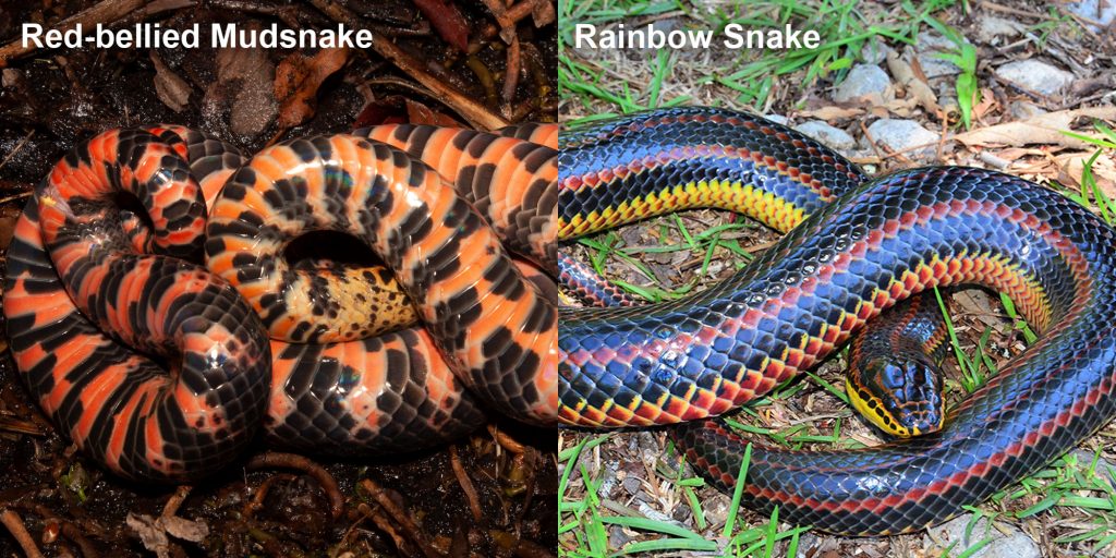two images side by side - Image 1: Mud Snake - upside down snake showing red and black patterned belly. Image 2: Rainbow Snake - long fat snake with black red and yellow stripes.