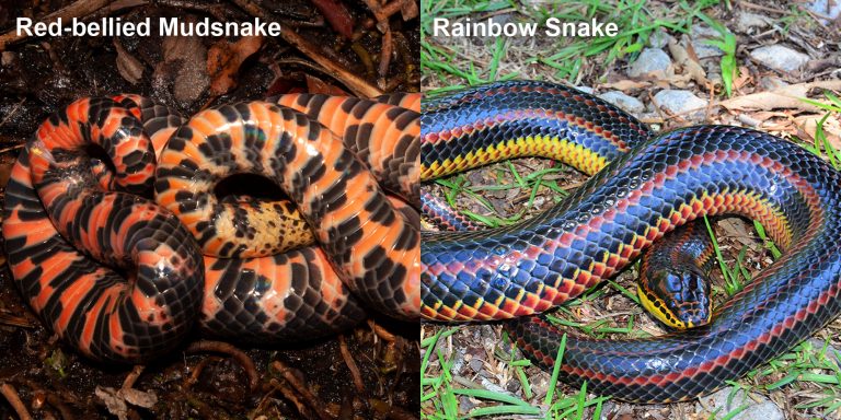 Rainbow Snake – Florida Snake ID Guide