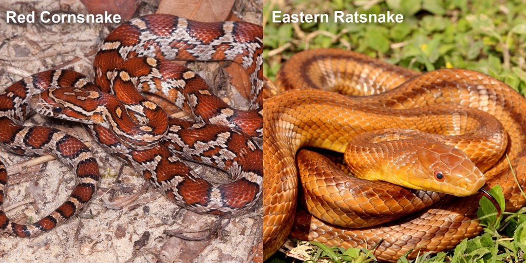 two images side by side - Image 1: Red Cornsnake - snake with red and orange markings. Image 2: Eastern Ratsnake - coiled reddish-brown snake with darker stripes