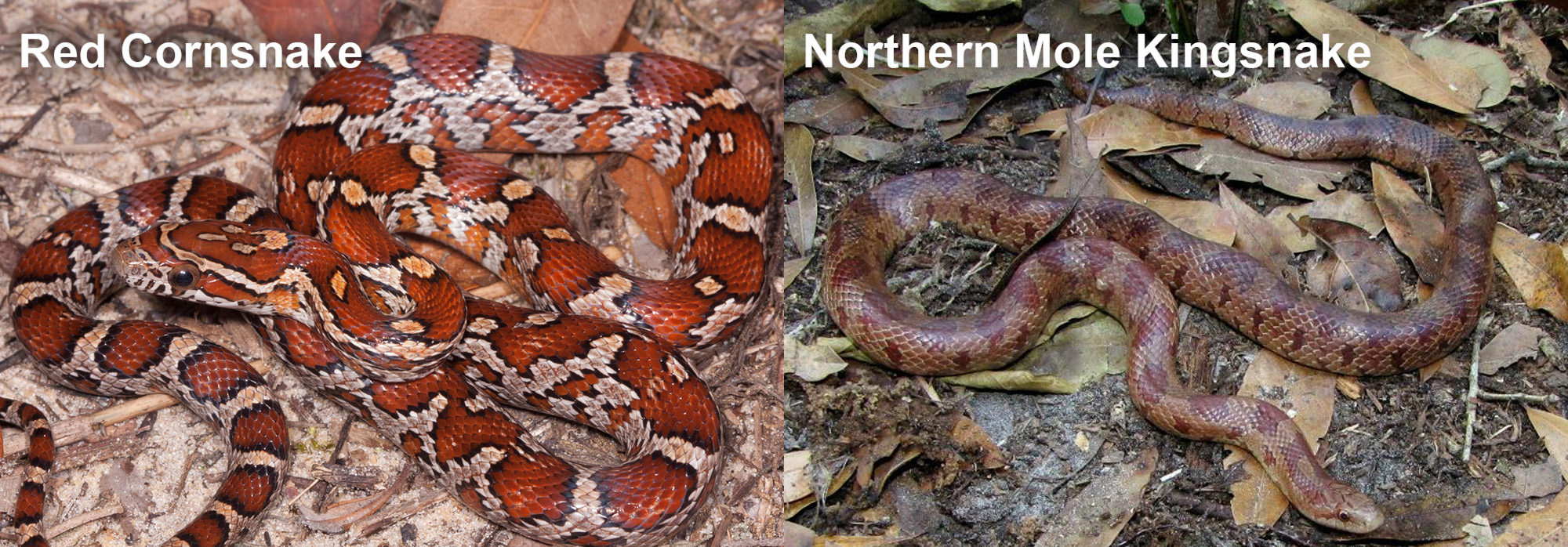 Northern Mole Kingsnake Florida Snake Id Guide