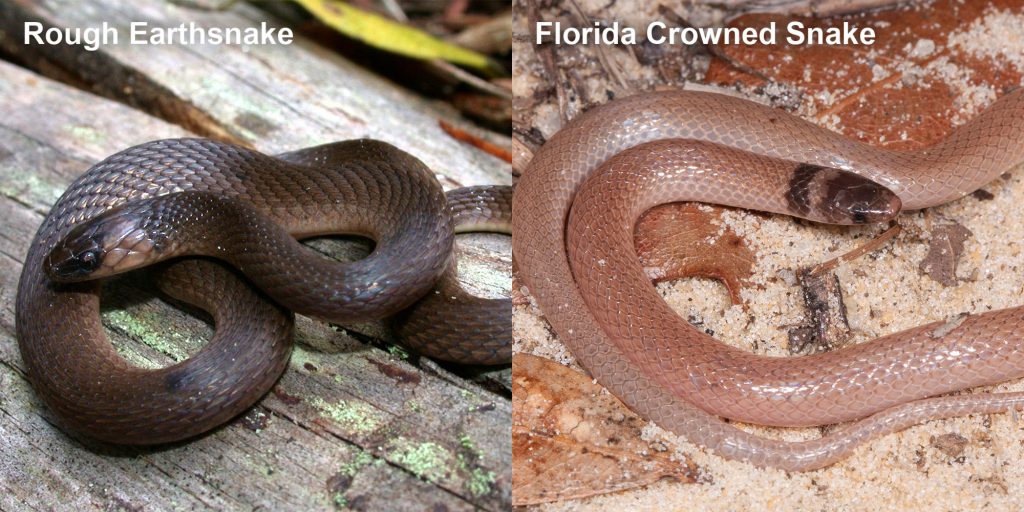 two images side by side - Image 1: Rough Earthsnake. brown snake coiled on a log. Image 2: Florida Crowned Snake, small pink snake with brown head