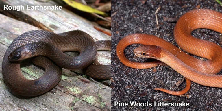 Pine Woods Littersnake – Florida Snake ID Guide