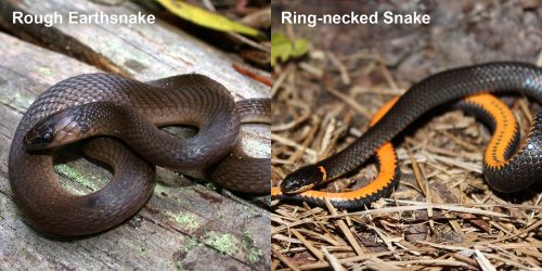 Ring-necked Snake – Florida Snake ID Guide