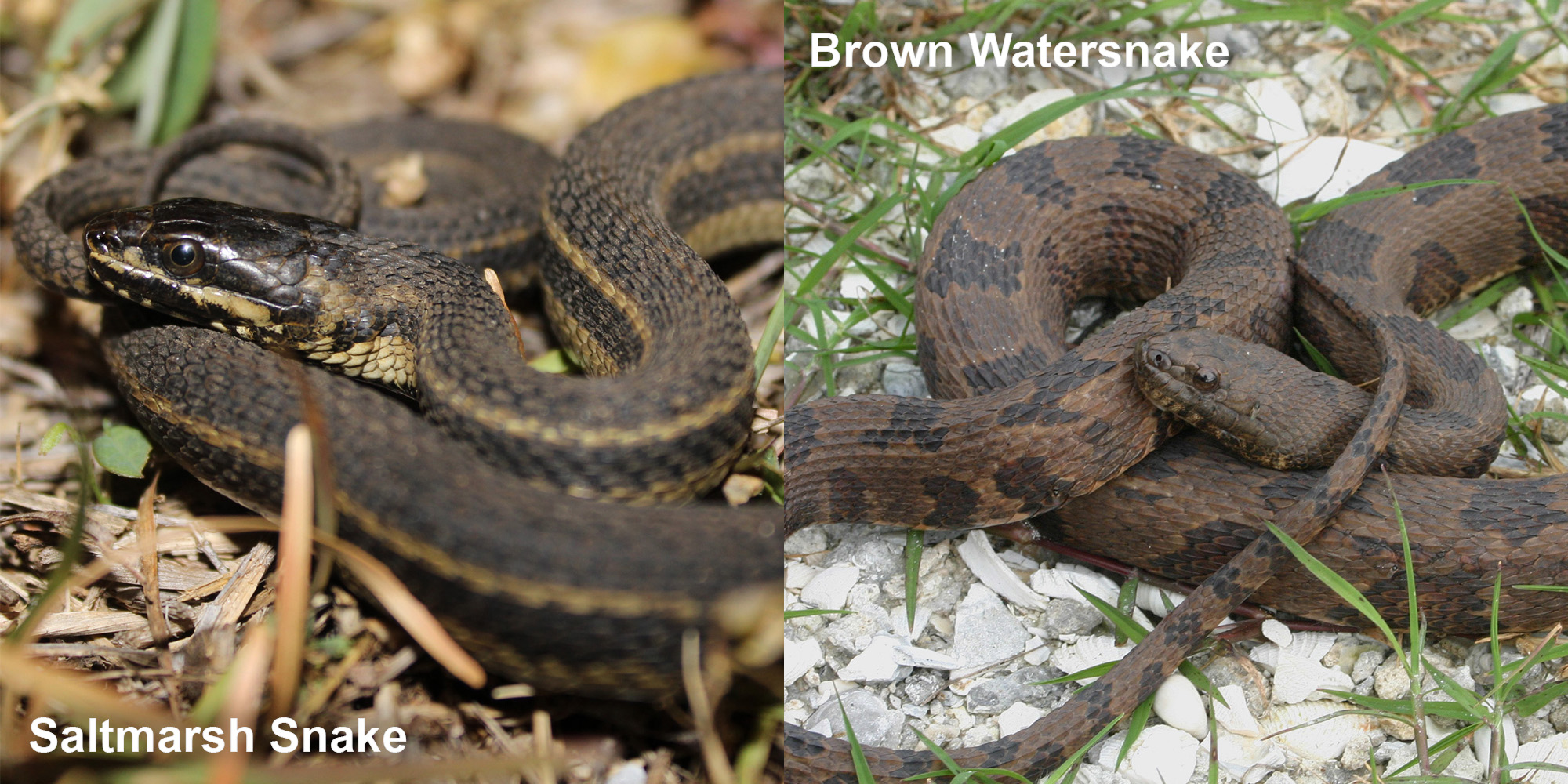 Brown Watersnake – Florida Snake ID Guide