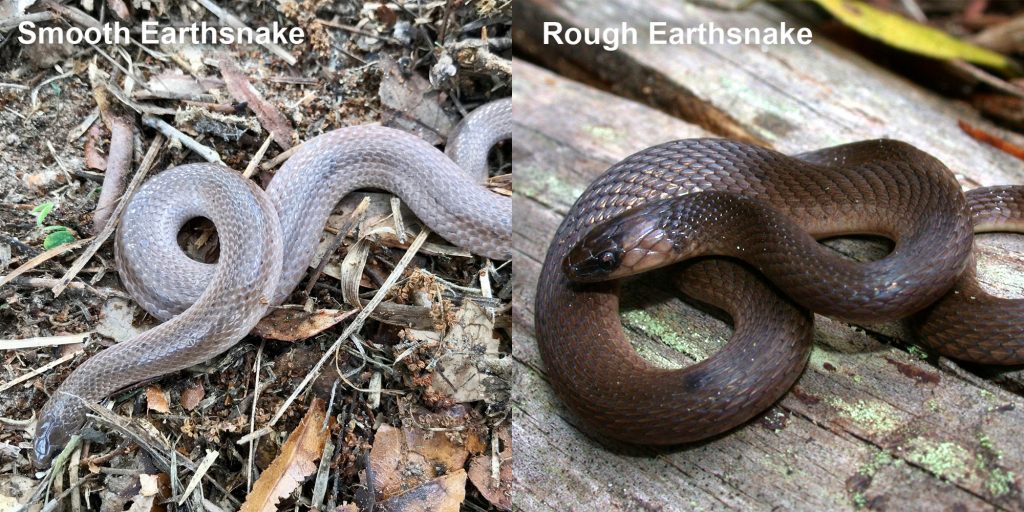 two images side by side - Image 1: Smooth Earthsnake. gray snake with light lines Image 2: Rough Earthsnake. brown snake coiled on a log