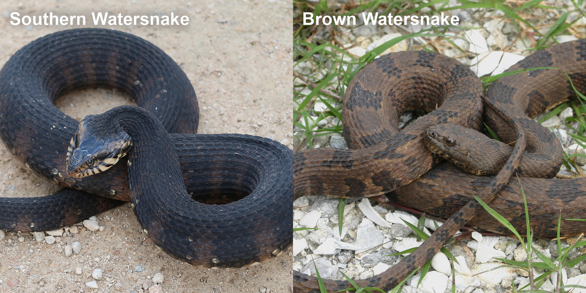 Brown Watersnake – Florida Snake ID Guide