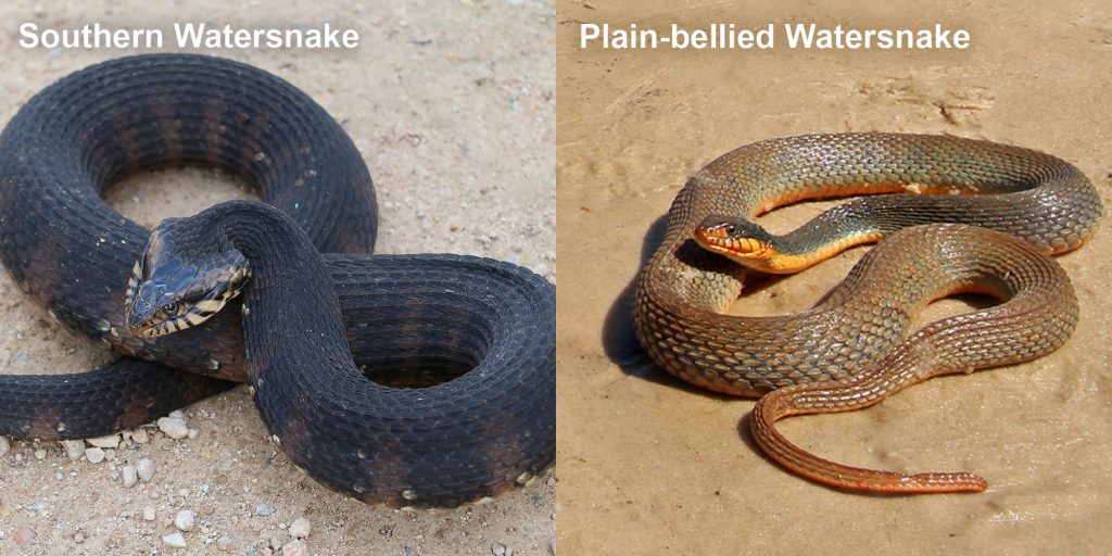 brown water snake belly