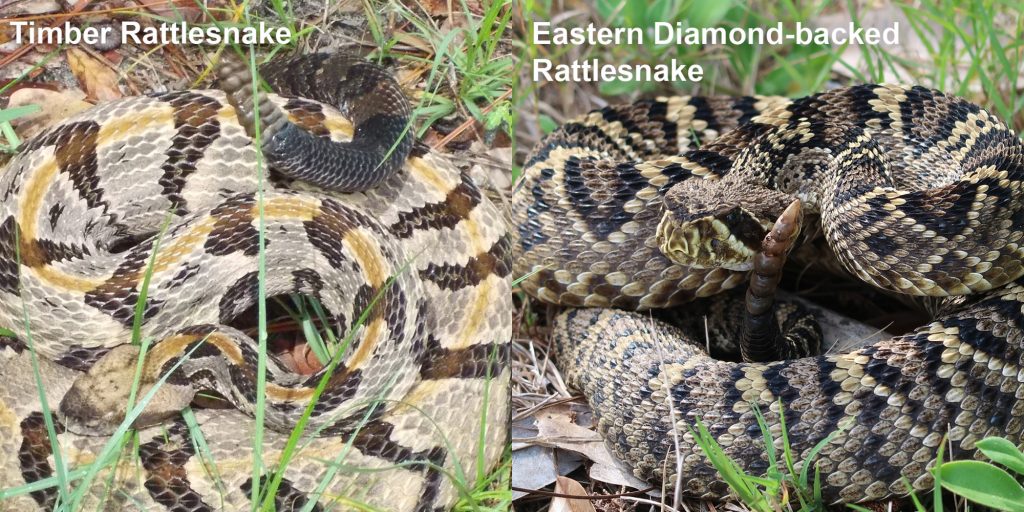Side by side comparison of Eastern Diamond-backed rattlesnake and Timber rattlesnake