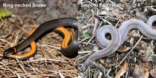 Smooth Earthsnake – Florida Snake ID Guide