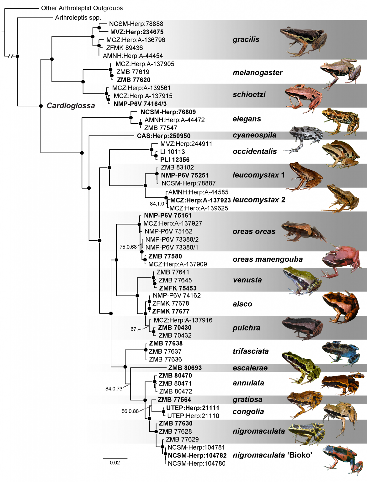 Frog Evolution – Blackburn Lab