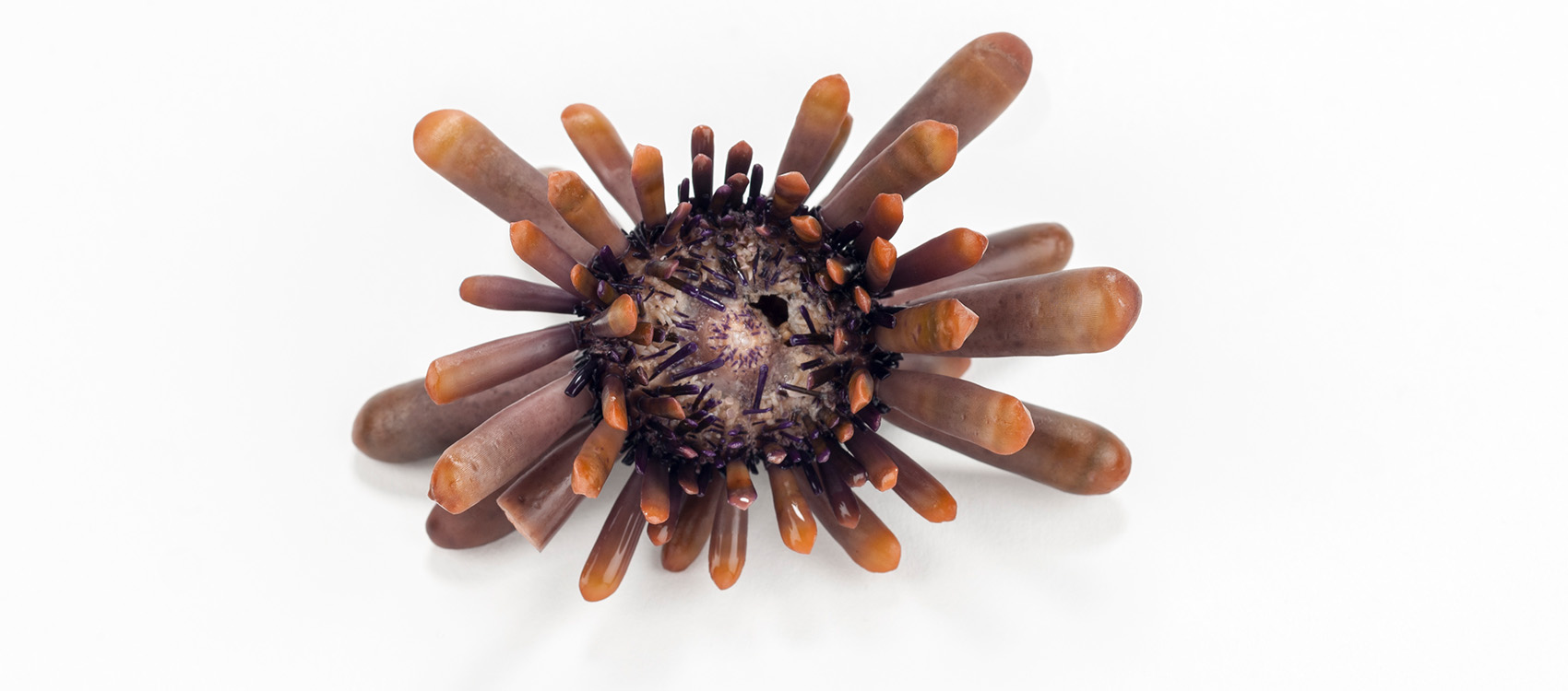 Pencil Urchins – Rare, Beautiful & Fascinating: 100 Years @FloridaMuseum