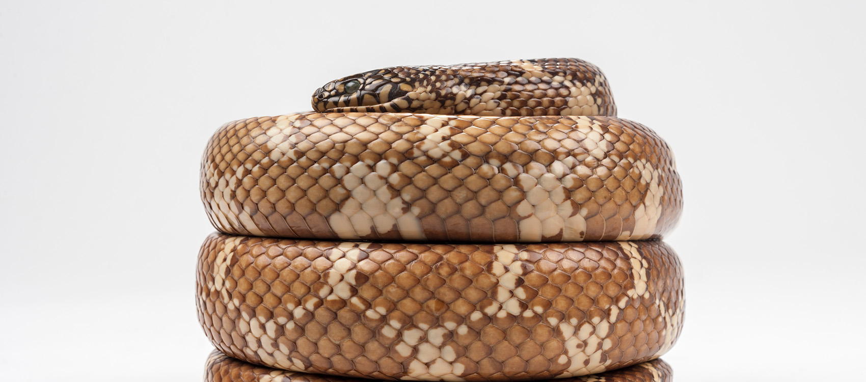 Florida Kingsnake – Rare, Beautiful & Fascinating: 100 Years @FloridaMuseum