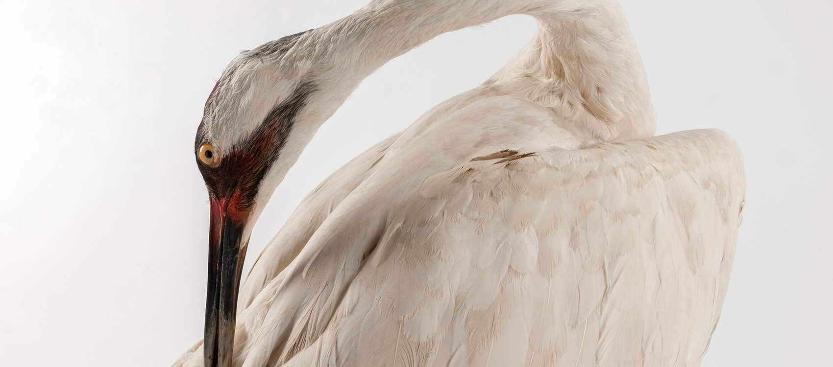 Whooping Crane – Rare, Beautiful & Fascinating: 100 Years @FloridaMuseum