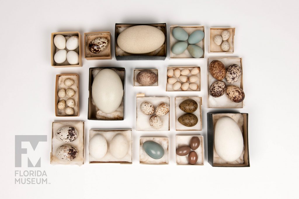 Bird Eggs from the Doe Collection – Rare, Beautiful & Fascinating: 100 ...