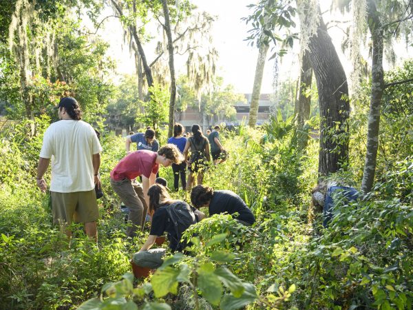 a group of people are bending and crouching in a tall weedy lot among spindly trees as if pulling up weeds