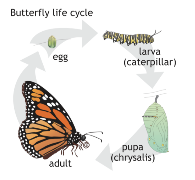 life cycle of a butterfly egg