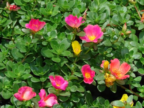 #475 Portulaca – Shopping