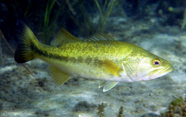 Florida Bass (Micropterus salmoides floridanus). (c) Photo by David ...