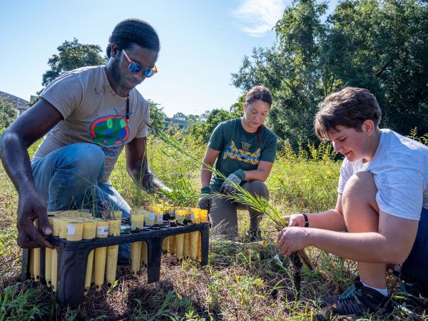 several people in casual clothing are planting plugs of long grasses in a field under bright sunlight