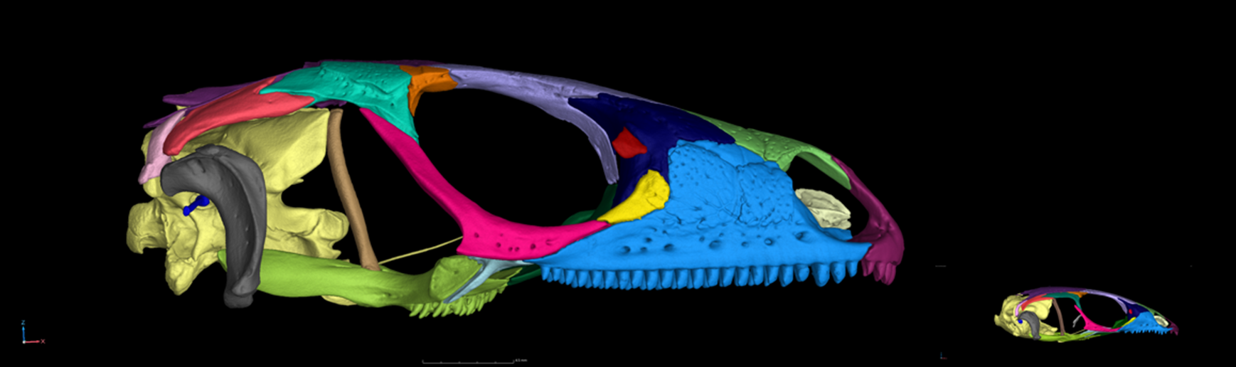 The image above depicts and average size Matobosaurus maltzahni skull next to a miniaturized Cordylosaurus subtessellatus skull. 