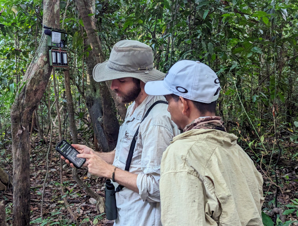 Setting up a passive acoustic monitor in the forest near San Juan de Yanayacu. Luis, one of the guides at Muyuna Lodge, is one of the team who will be maintaining the monitors throughout the year: changing their batteries and memory cards, as well as checking their status through an app.