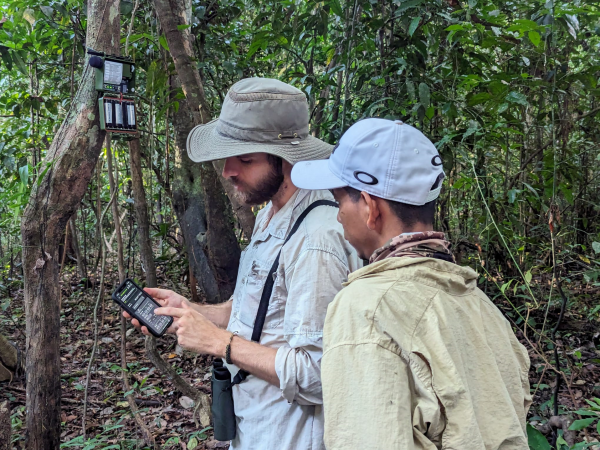 Setting up a passive acoustic monitor in the forest near San Juan de Yanayacu. Luis, one of the guides at Muyuna Lodge, is one of the team who will be maintaining the monitors throughout the year: changing their batteries and memory cards, as well as checking their status through an app.