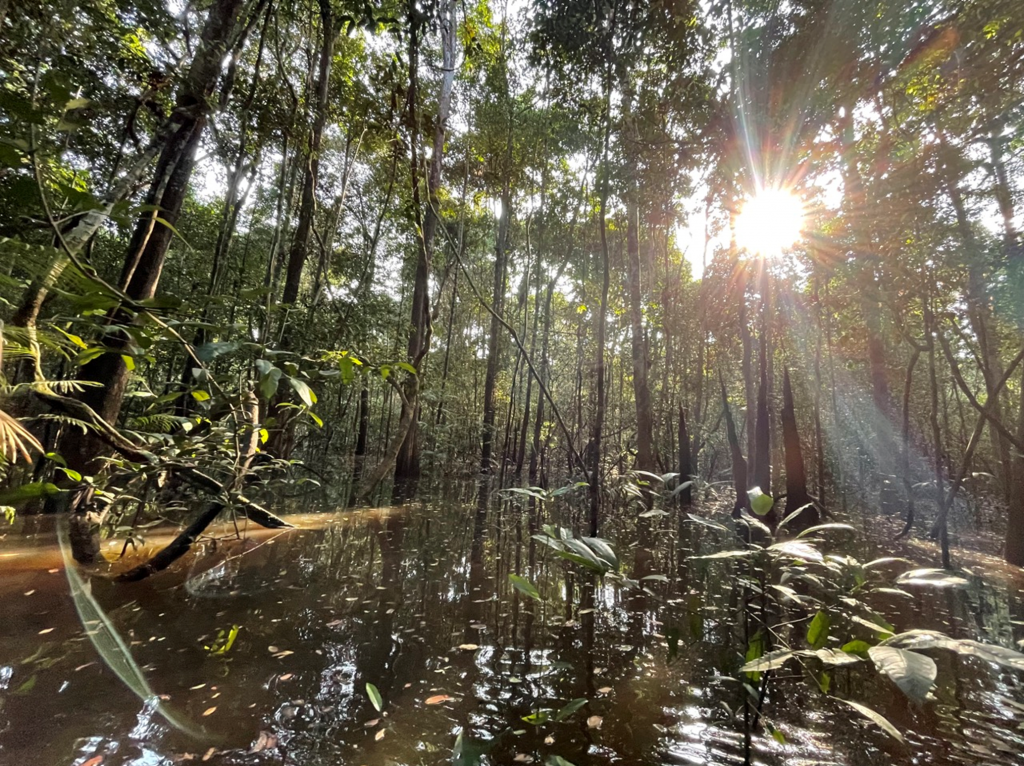 Seasonally flooded forest floors remain covered by water for up to 4 months of the year in western Amazonia. The inundation reaches its peak in March-April, presumably having a range of dramatic influences on the forest fauna. Uncovering some of those influences, particularly those on birds, is one of the main aims of my thesis.