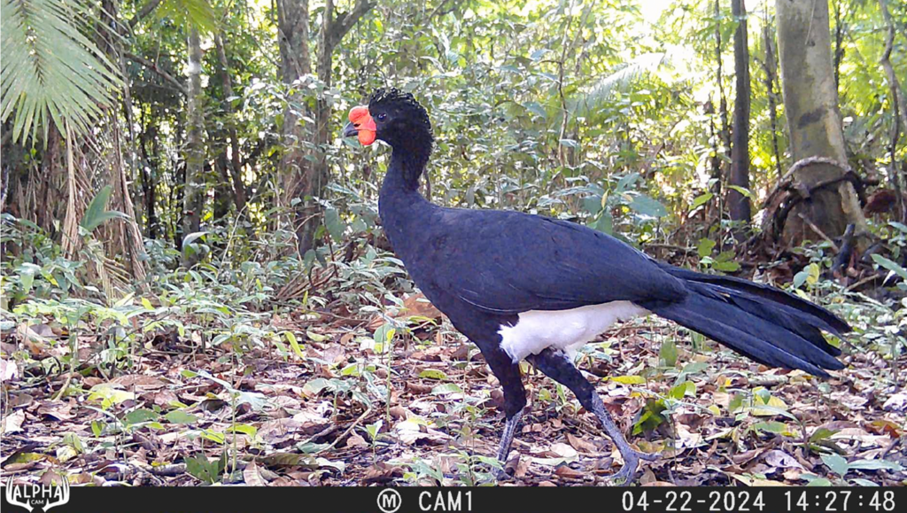 A still from a video of an adult male Wattled Curassow, captured by a camera trap in the Rio Yanayacu area, northeastern Peru. This species is heavily hunted, shy and thus hard to observe. Camera traps and acoustic monitoring should lead to new insights about its behavior and movements throughout the year.