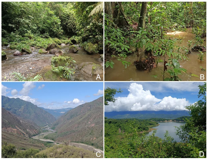 Figure 1. Four of the three regions visited during the fieldwork in Colombia, June-July 2024. A. Chigorodó, Antioquia, B. Magdalena Medio, Santander, C. Chicamocha canyon, Santander, D. Santa María, Boyacá.