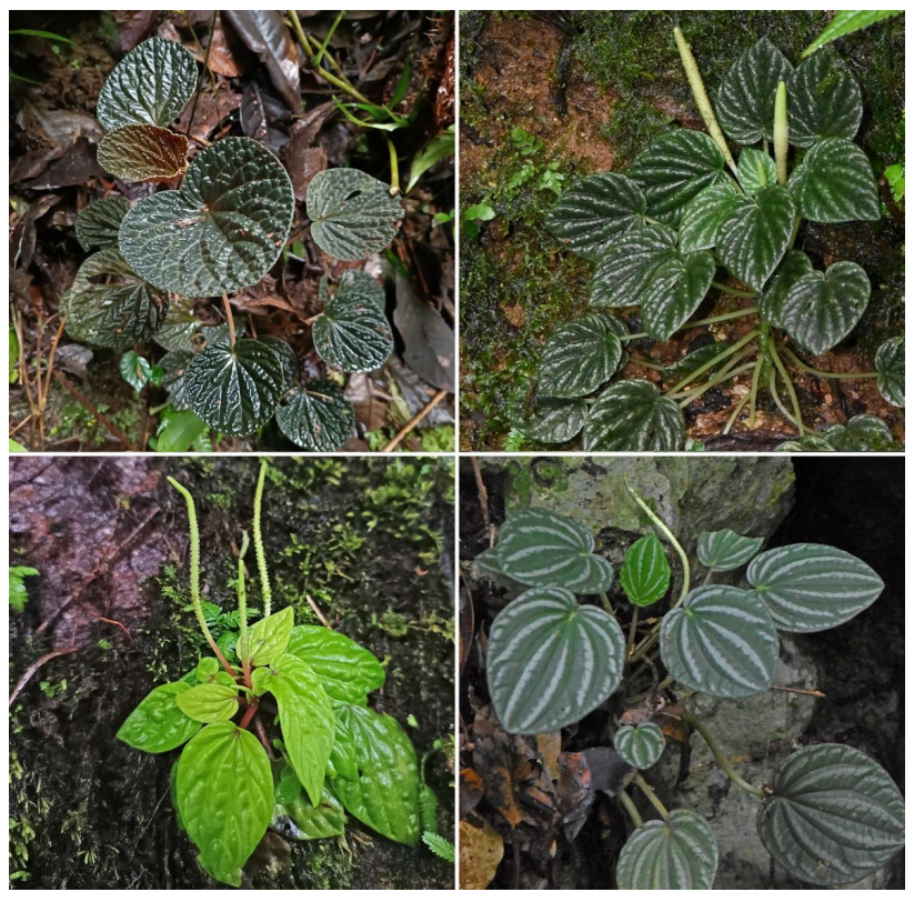 Figure 2. Four new species of Peperomia to science found carrying out this project in Colombia, June-July 2024. 