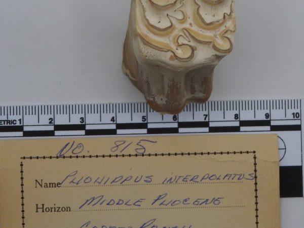 Molar Fossil